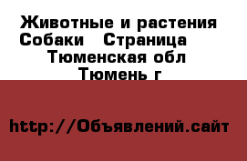 Животные и растения Собаки - Страница 12 . Тюменская обл.,Тюмень г.